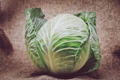 cabbage export